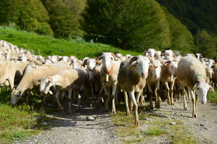 Troupeau de moutons